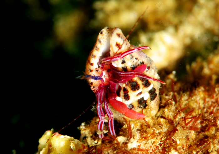 スミレヒメホンヤドカリ