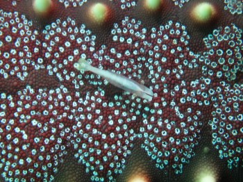 ヒトデヤドリエビ