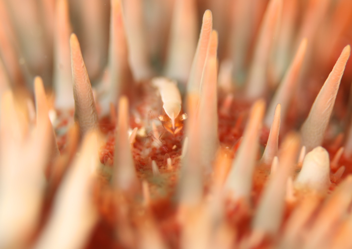 ヒトデヤドリエビ