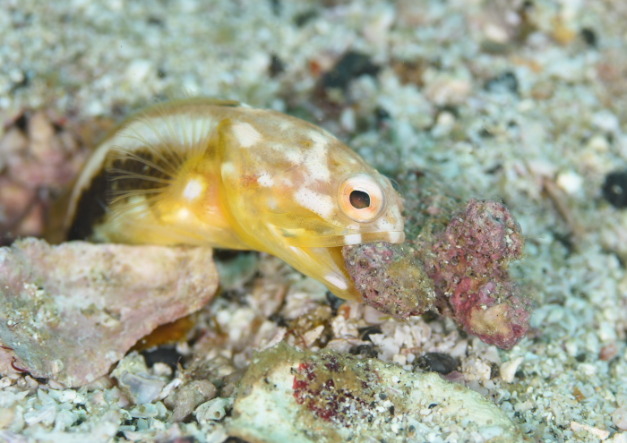 ジョーフィッシュ