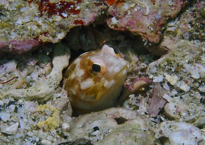 ジョーフィッシュ