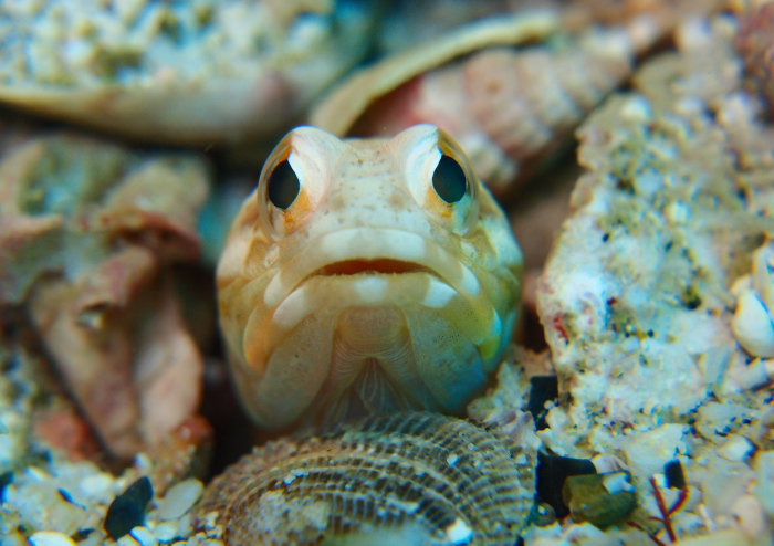 ジョーフィッシュ