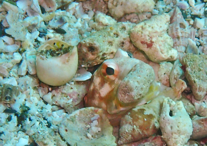 ジョーフィッシュ