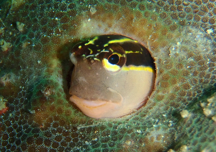 ヒトスジギンポ