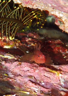 イレズミハゼ属の一種