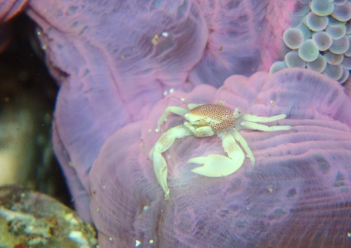 コホシカニダマシ