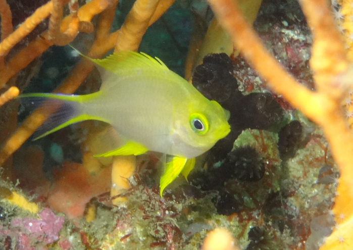 ヤマブキスズメダイ