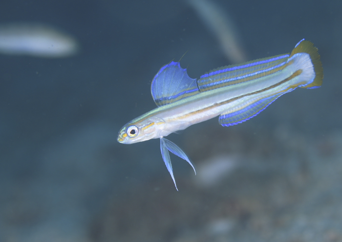 スジクロユリハゼ