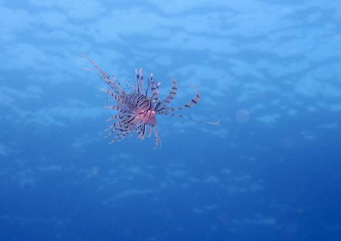 ハナミノカサゴ