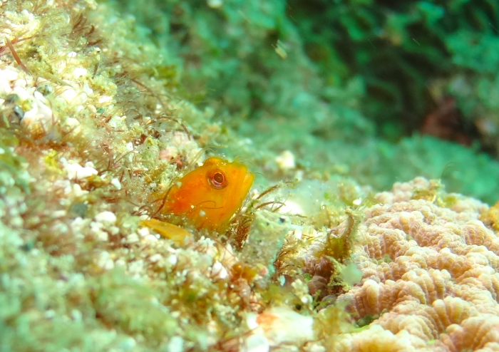 ハダカコケギンポ