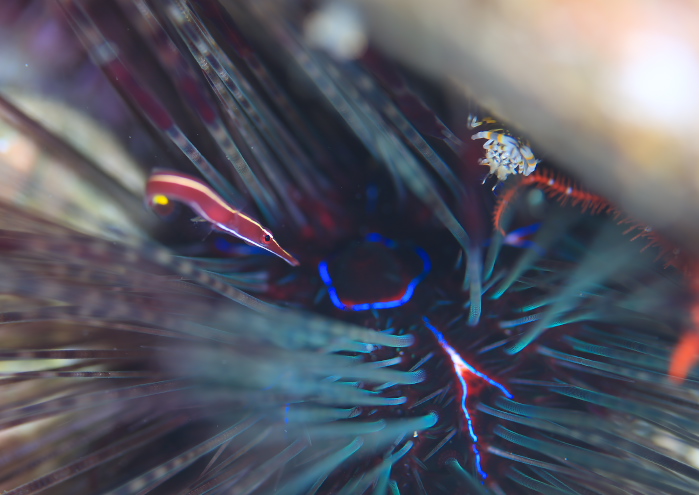 ハシナがウバウオ