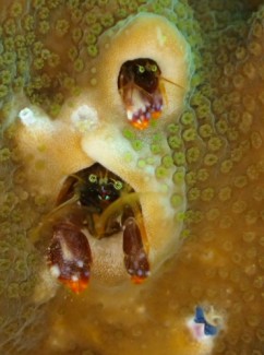 ニシキカンザシヤドカリ