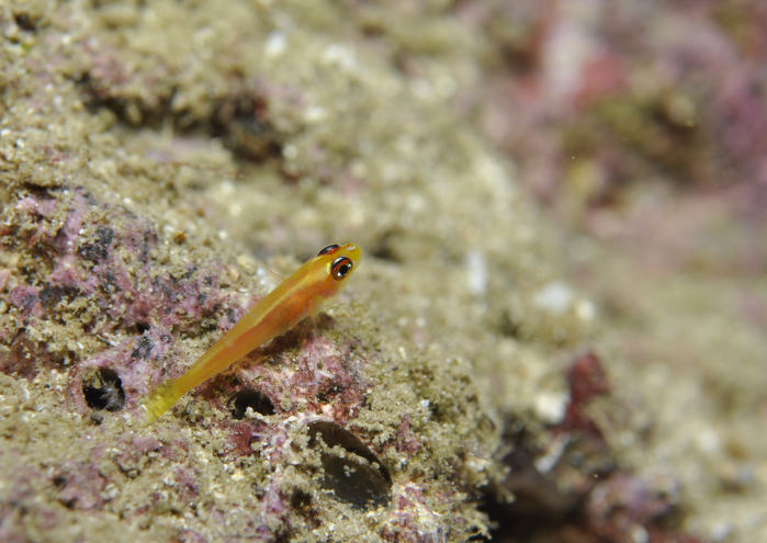 ヒメニラミベニハゼ