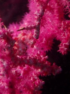 ピグミーシーホース