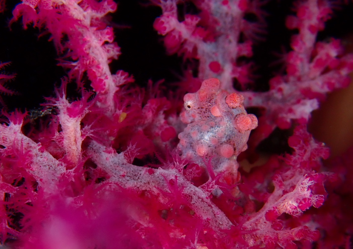 ピグミーシーホース