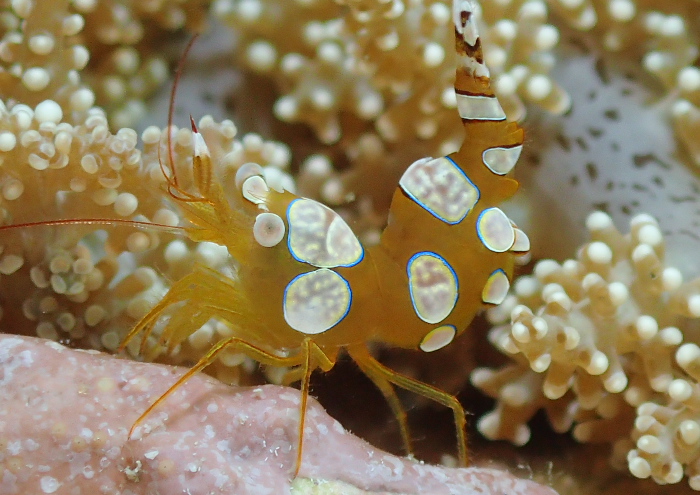 イソギンチャクモエビ