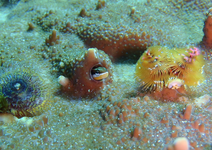 テンクロスジギンポ