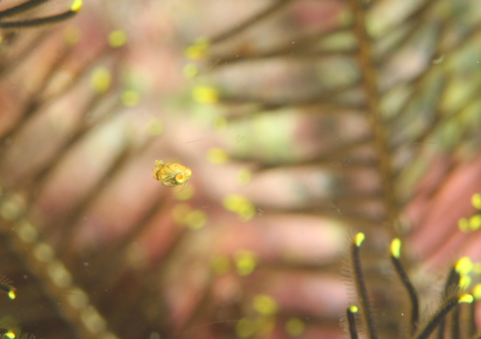 ヒメオオミアミ