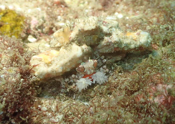 キンチャクガニ