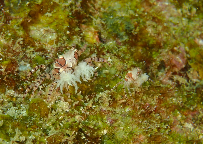 キンチャクガニ