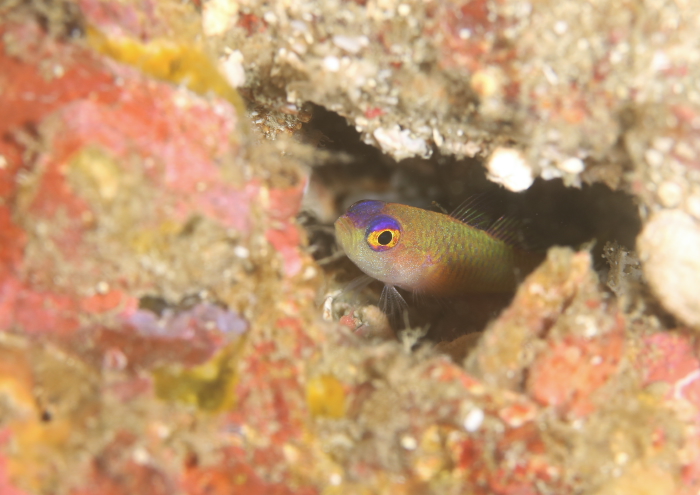 ダイトクベニハゼ