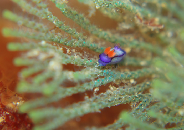 セトリュウグウウミウシ