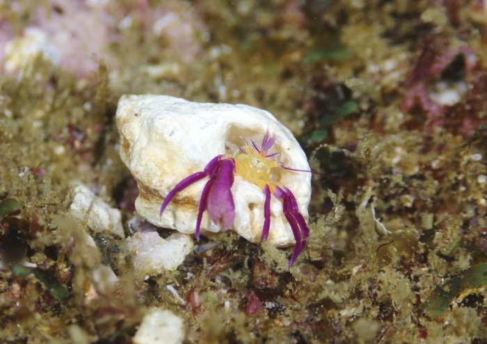 ムラサキゼブラヤドカリ