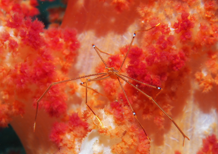 オルトマンワラエビ