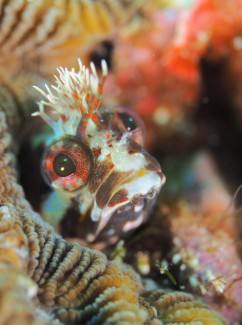 トウシマコケギンポ