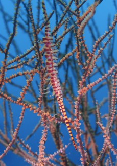 ゴルゴニアンシュリンプ　