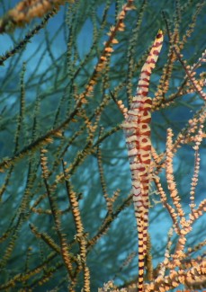 ゴルゴニアンシュリンプ