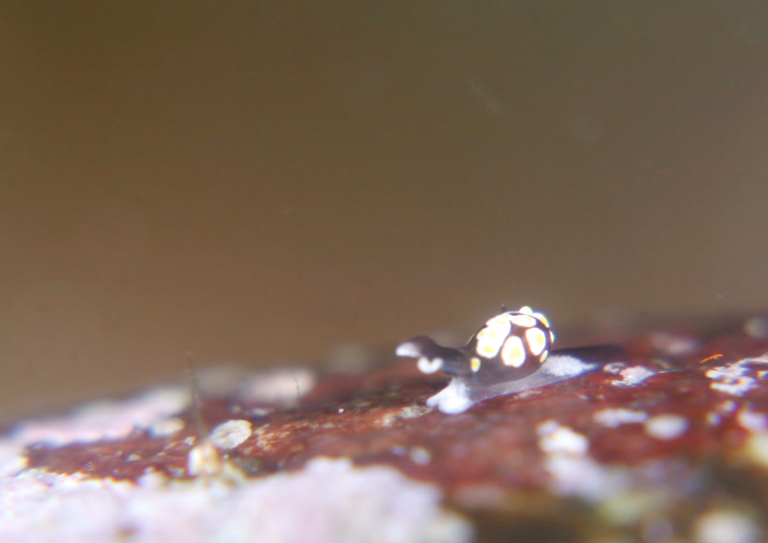 トンプソンコトリガイ