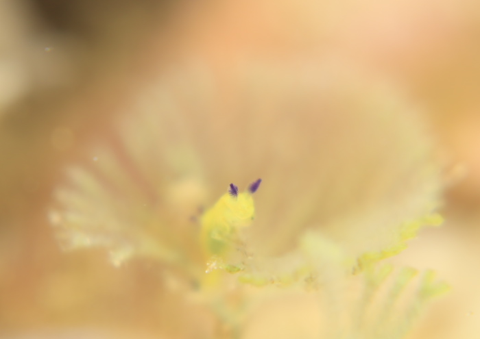 コミドリリュウグウウミウシ