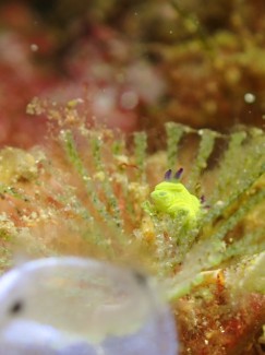 コミドリリュウグウウミウシ