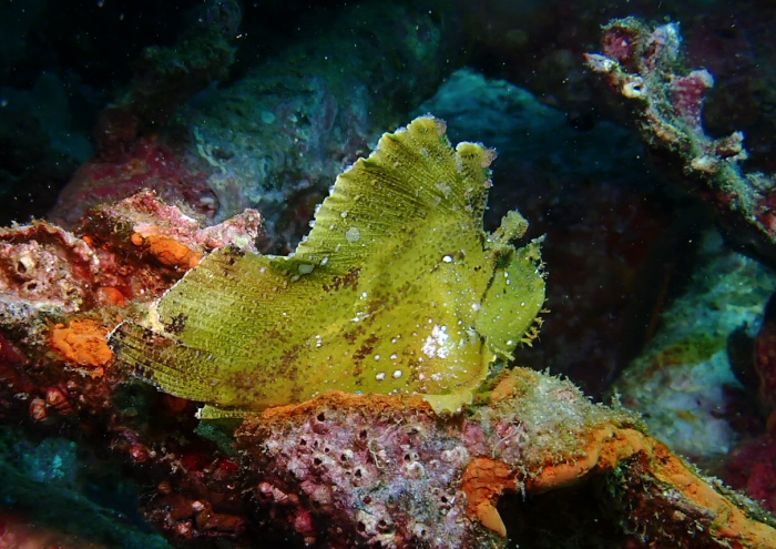 ハダカハオコゼ