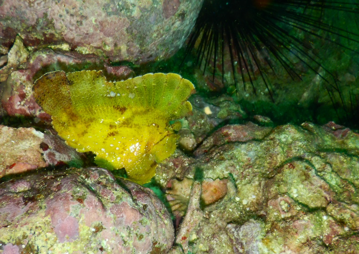 ハダカハオコゼ