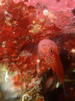 シリウスベニハゼ