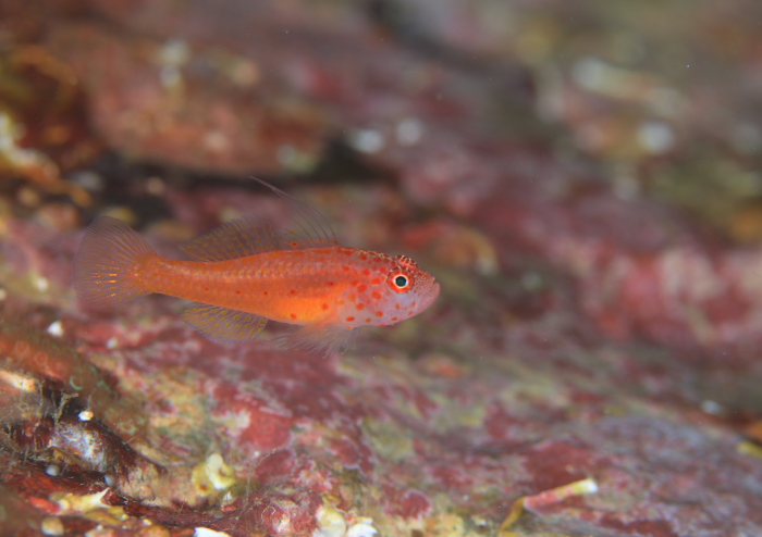 シリウスベニハゼ