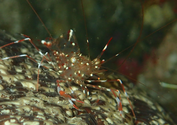 クリーナーシュリンプ