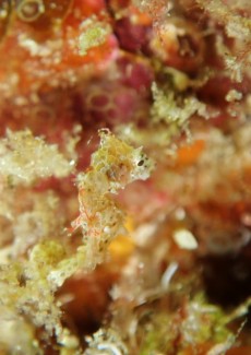 ハチジョウタツ