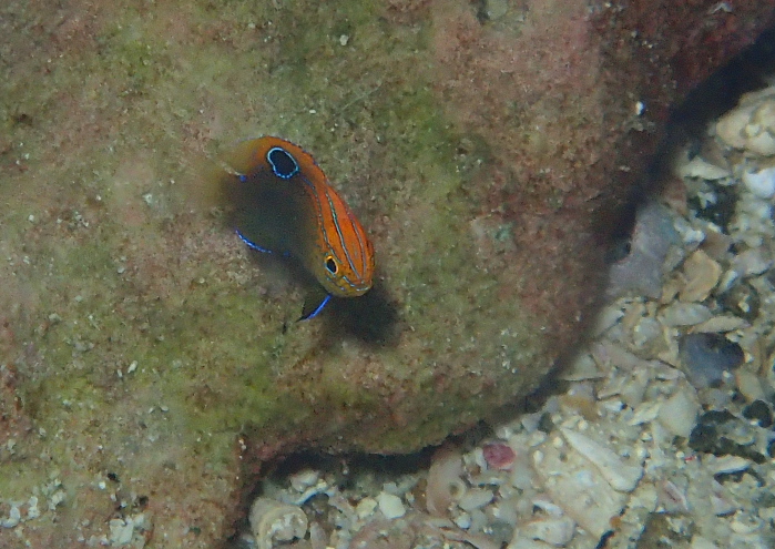 クロメガネスズメダイ