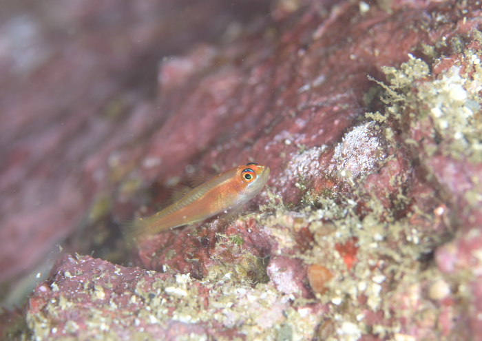 ヒメニラミベニハゼ