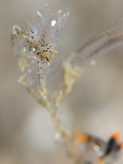 ミズタマウミウシ