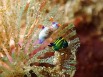 クロスジリュウグウウミウシ