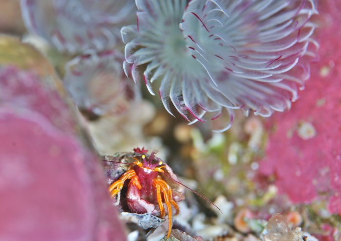 アデヤカゼブラヤドカリ