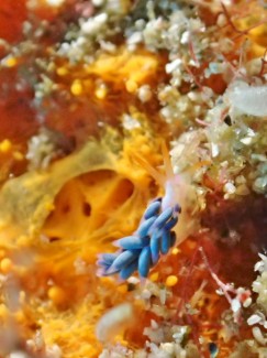 ウララカミノウミウシ