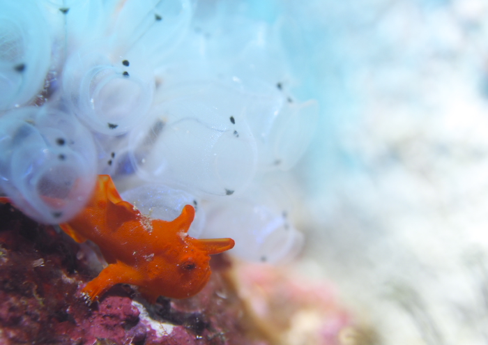 イロカエルアンコウ