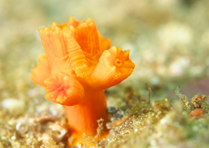 キサンゴカクレエビ