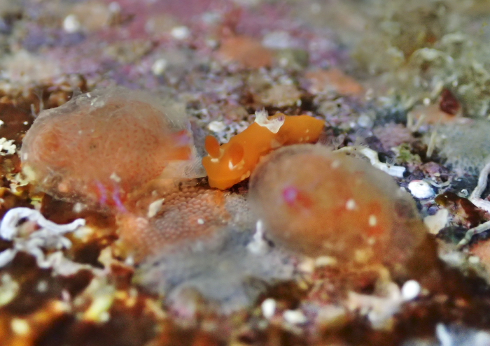 アカズキンリュウグウウミウシ