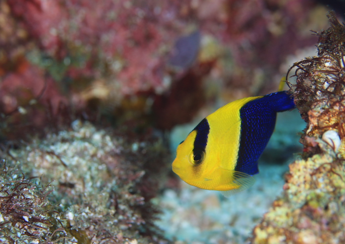 ソメワケヤッコ